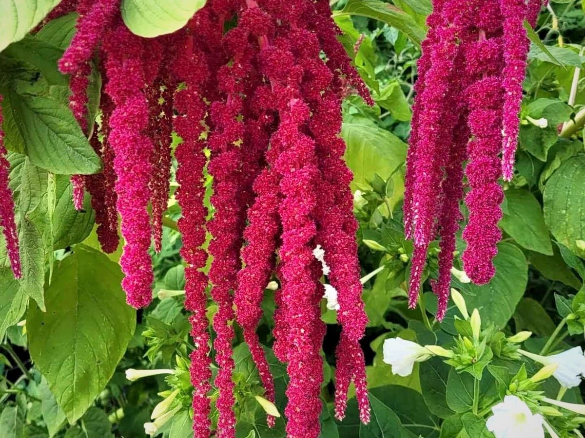 Amaranthus plant in bloom