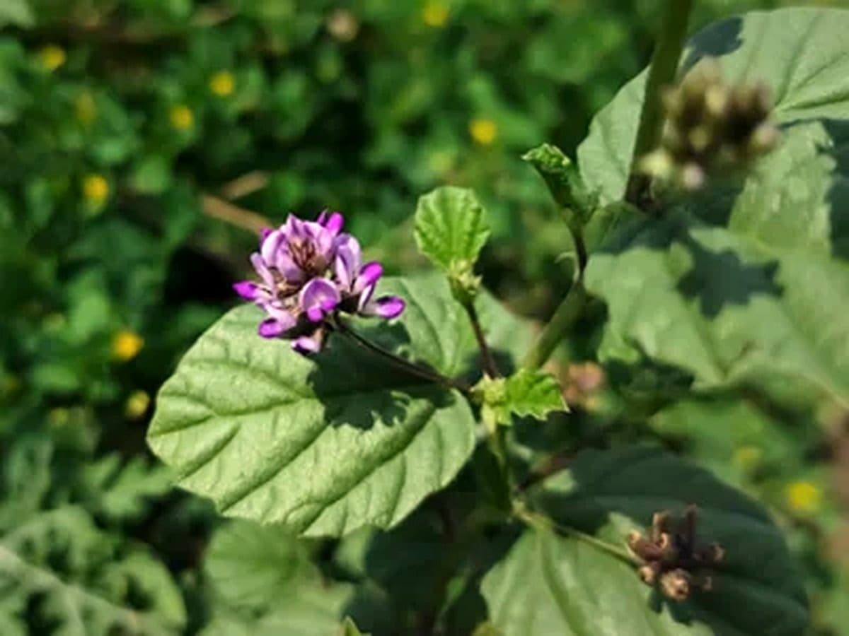 Bakuchi (Psoralea corylifolia) flower