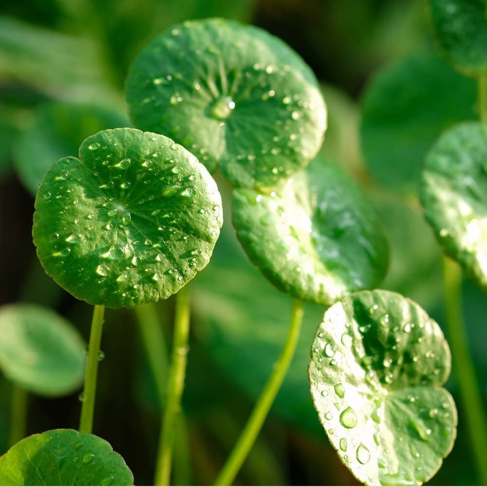 Centella asiatica (gotu kola) leaves