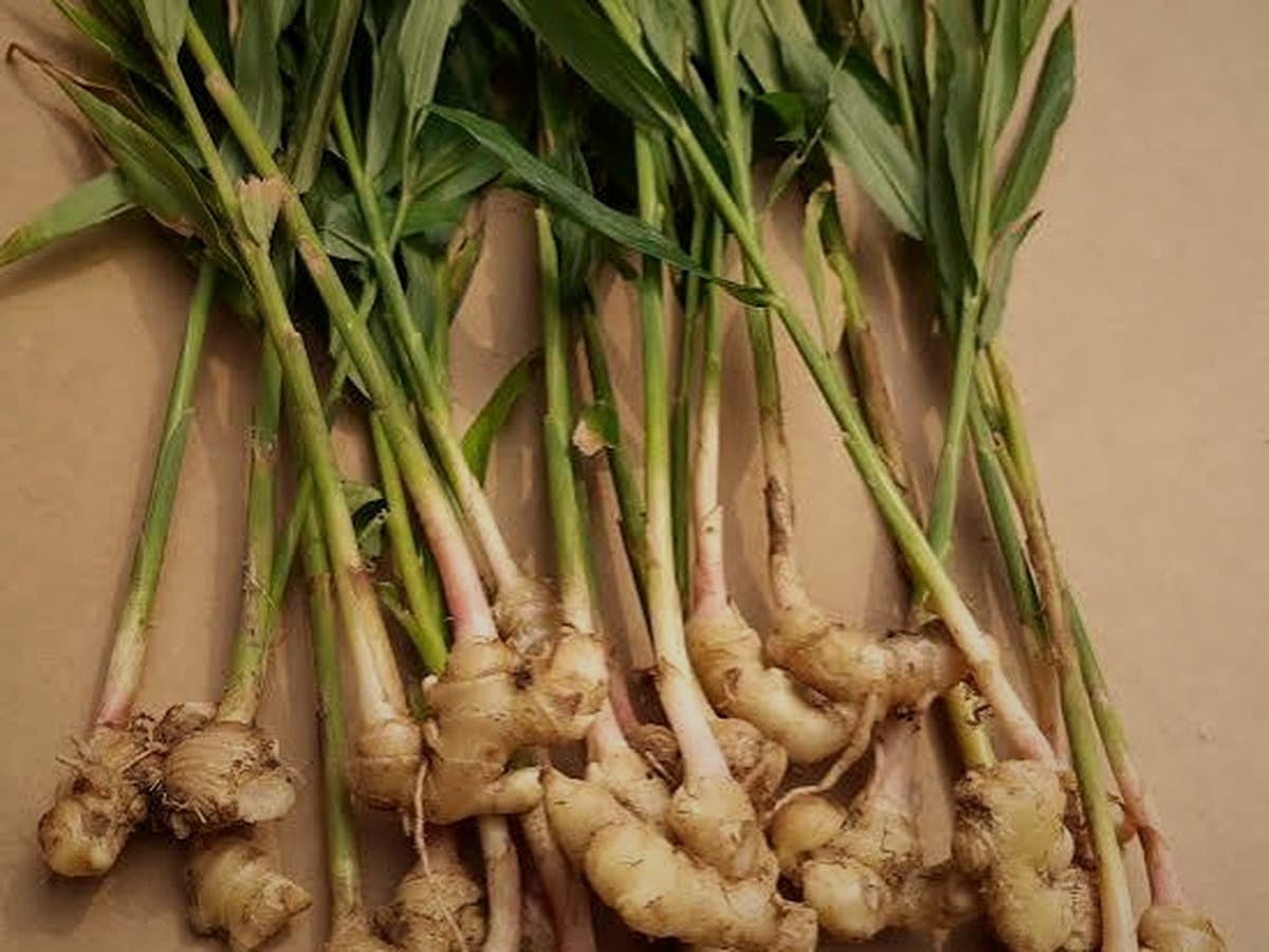 Freshly harvested ginger root