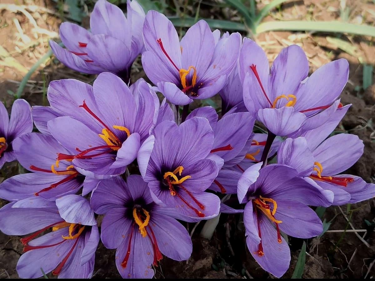 Saffron crocus flowers in the field